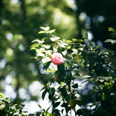 名城公園