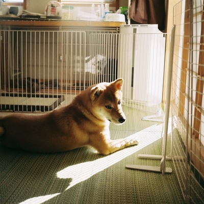 1st roll of LOMO MC-A