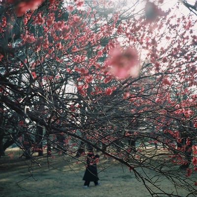 at Nogawa park
