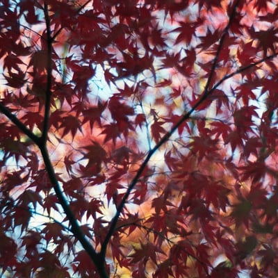 紅葉の天蓋
