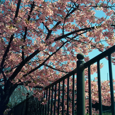河津桜
