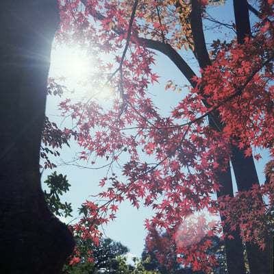 逆光