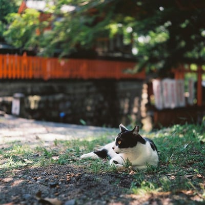 神社ネコ