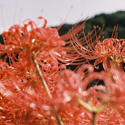 どの花を切り取るべきか