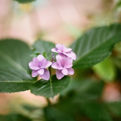 庭の紫陽花