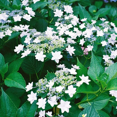 紫陽花「スミダノハナビ」
