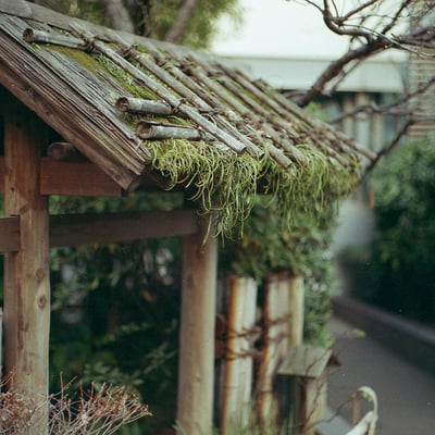 苔むす。