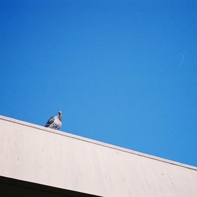 鳩