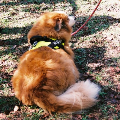秋色　犬色