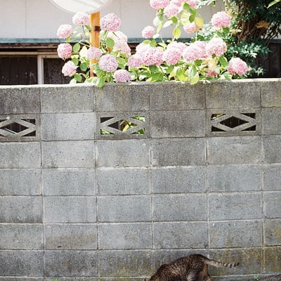 紫陽花と坂道