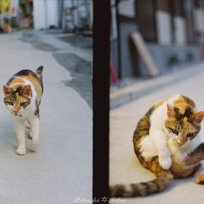呑み屋街の客引き猫