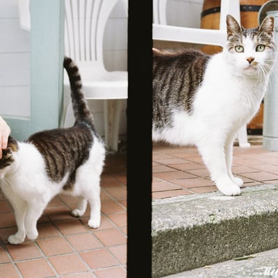 猫的挨拶
