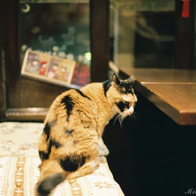 喫茶猫