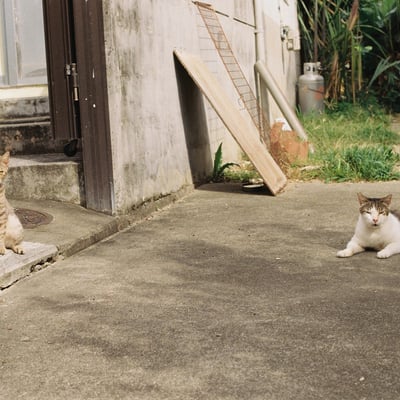 守り猫