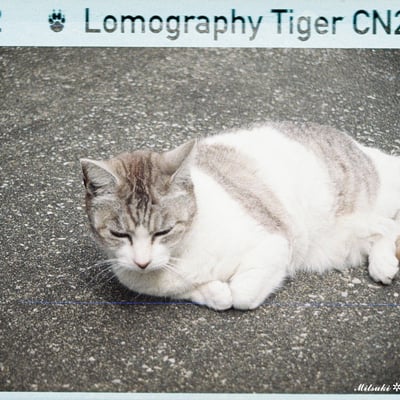 路面猫