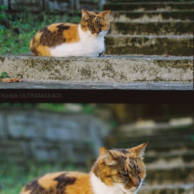 階段の番猫