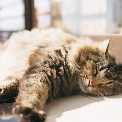 2025 猫年