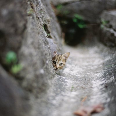 \コンニチワ/