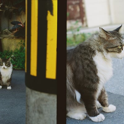 路地猫