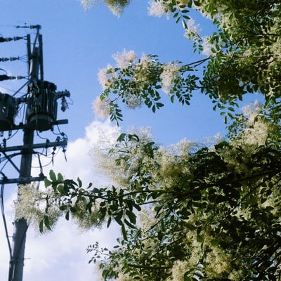 夏