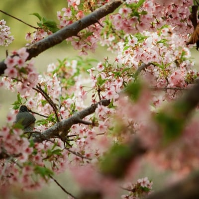葉桜
