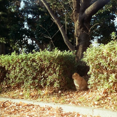 道端猫