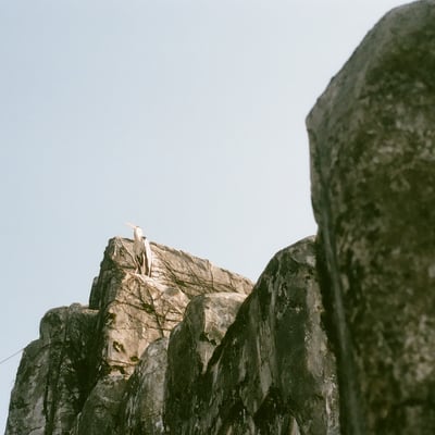 青鷺