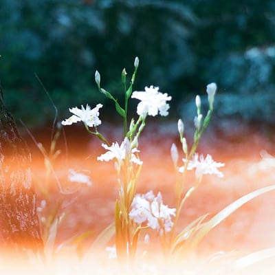 燃ゆる花