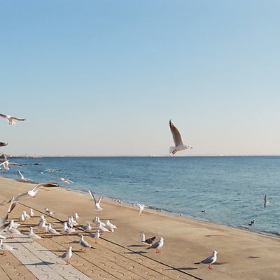 カモメ