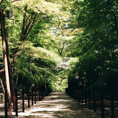 緑揺れる境内
