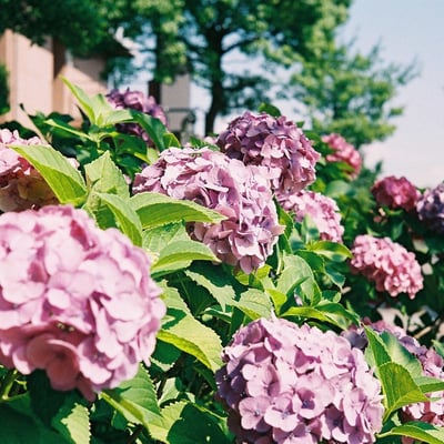 紫陽花１