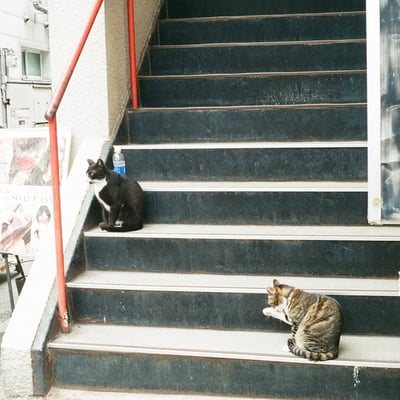 猫ら