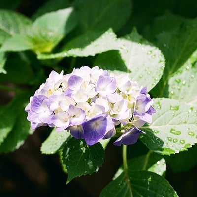 紫陽花２