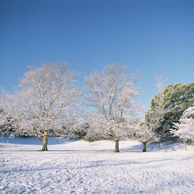 雪の日の朝