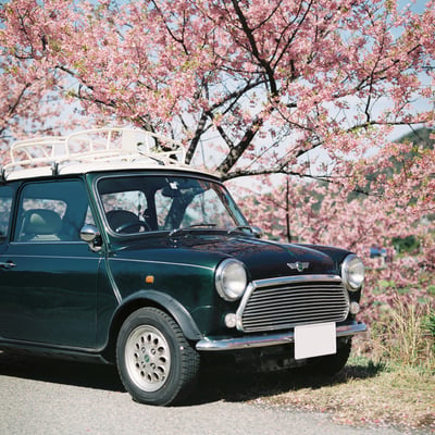 河津桜とローバーミニ