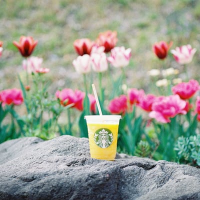 マンゴーパッションティーフラペチーノとチューリップ
