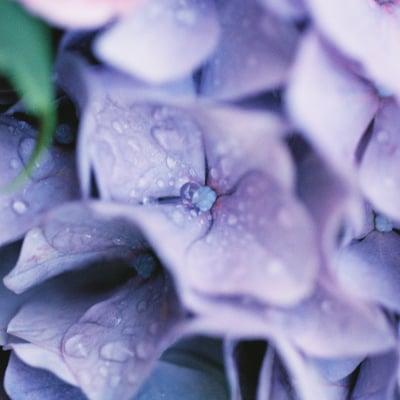 雨粒と紫陽花。