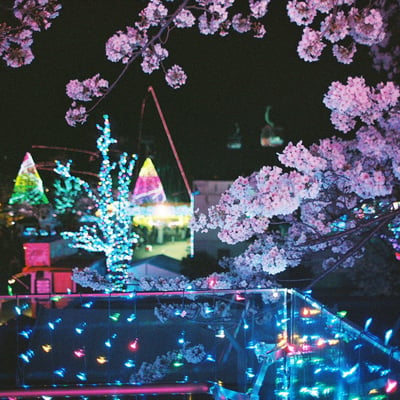 イルミネーションと夜桜。