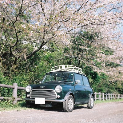 ミニと桜