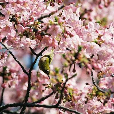 河津桜とメジロ