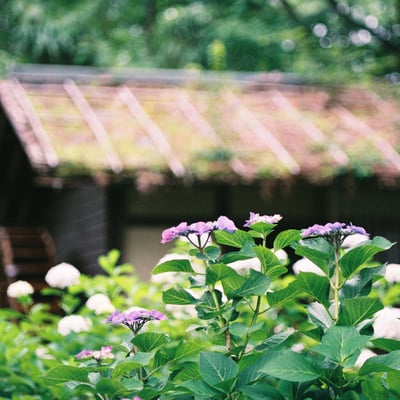 水車小屋と紫陽花