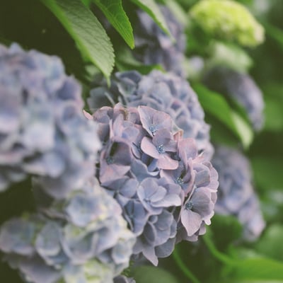 紫陽花の花咲く