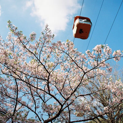 ロープウェイと桜