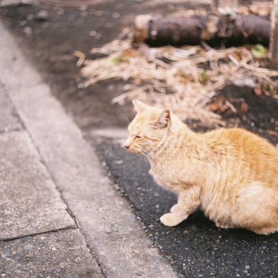 扇島駅の猫