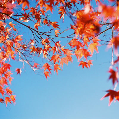 青空と紅葉
