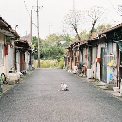ポツンと猫