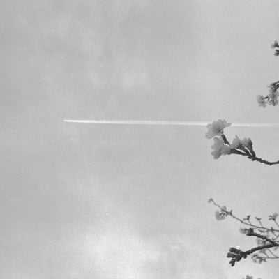 桜と飛行機雲