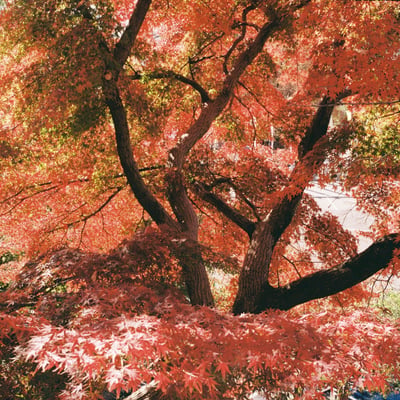 こちらの紅葉は今が見頃
