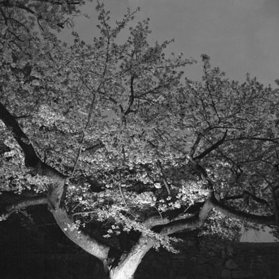 夜桜