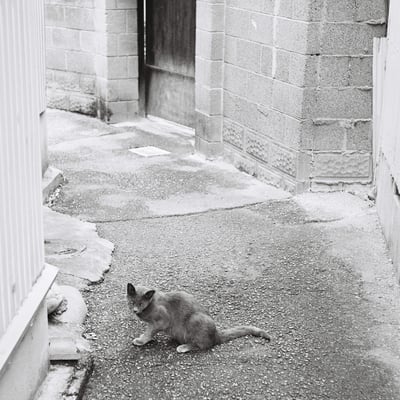 路地裏と猫